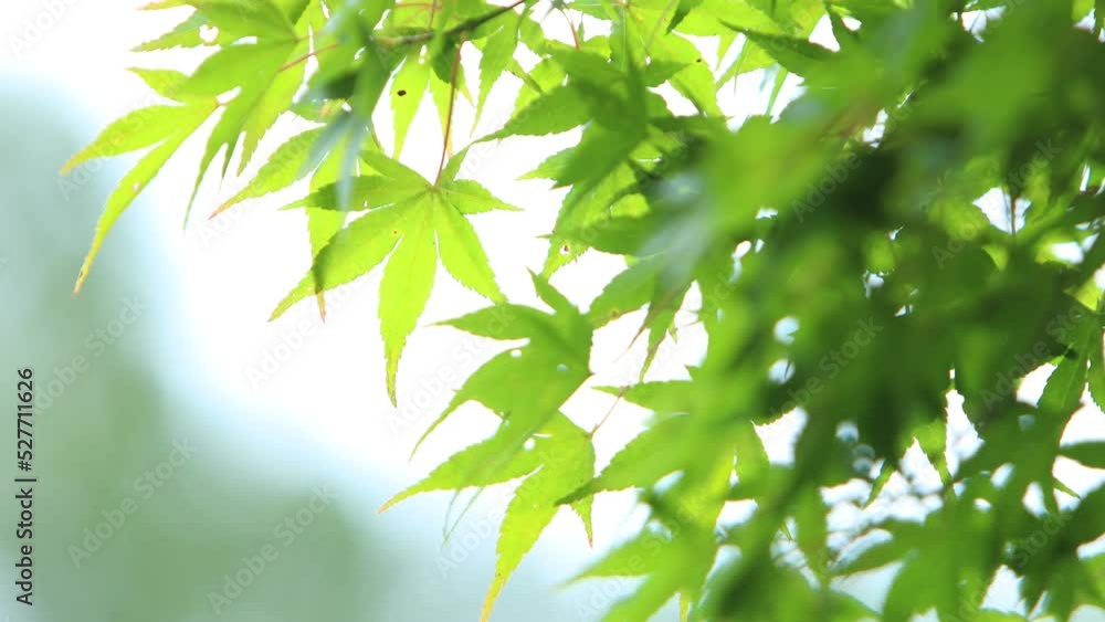 風に揺れるカエデの青葉 風に揺れるカエデの青葉