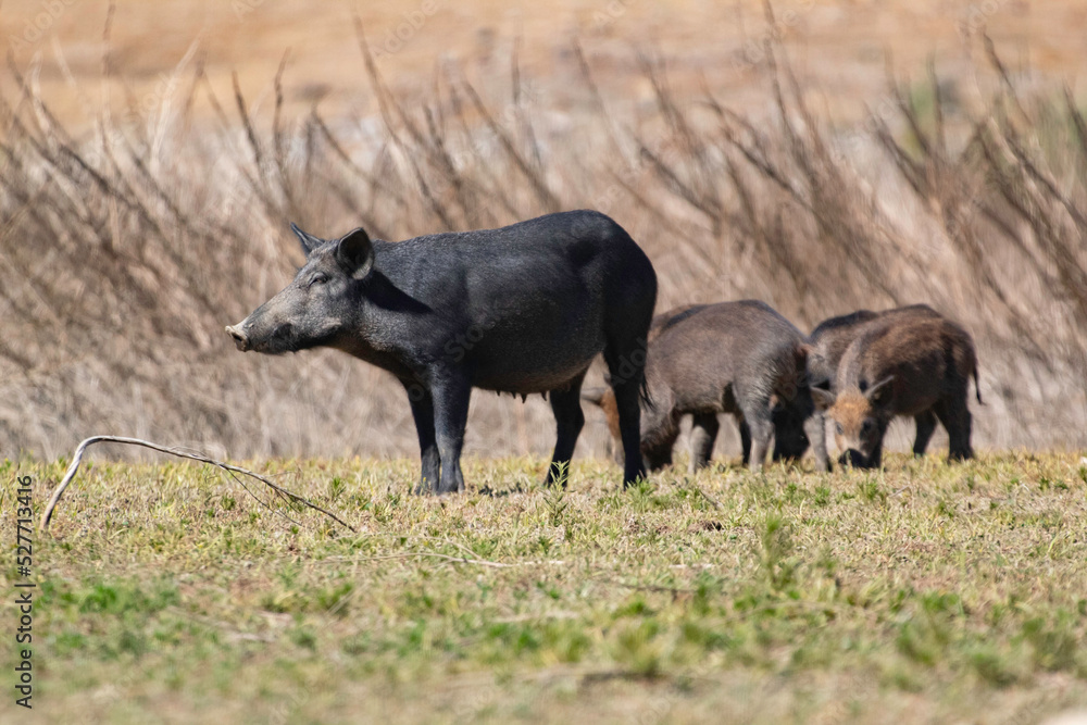 A female feral boar ina county park clearing A female feral boar ina county park clearing