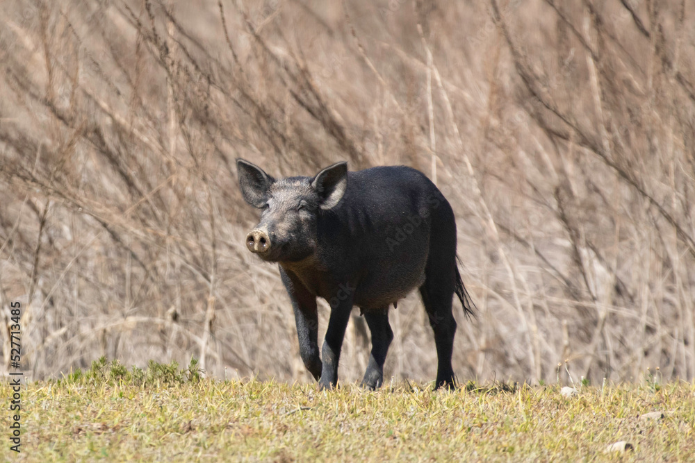 A female feral boar ina county park clearing A female feral boar ina county park clearing
