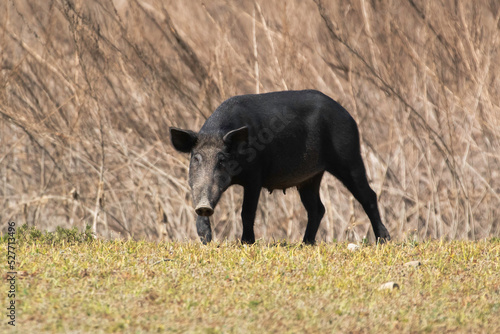 A female feral boar ina county park clearing photo