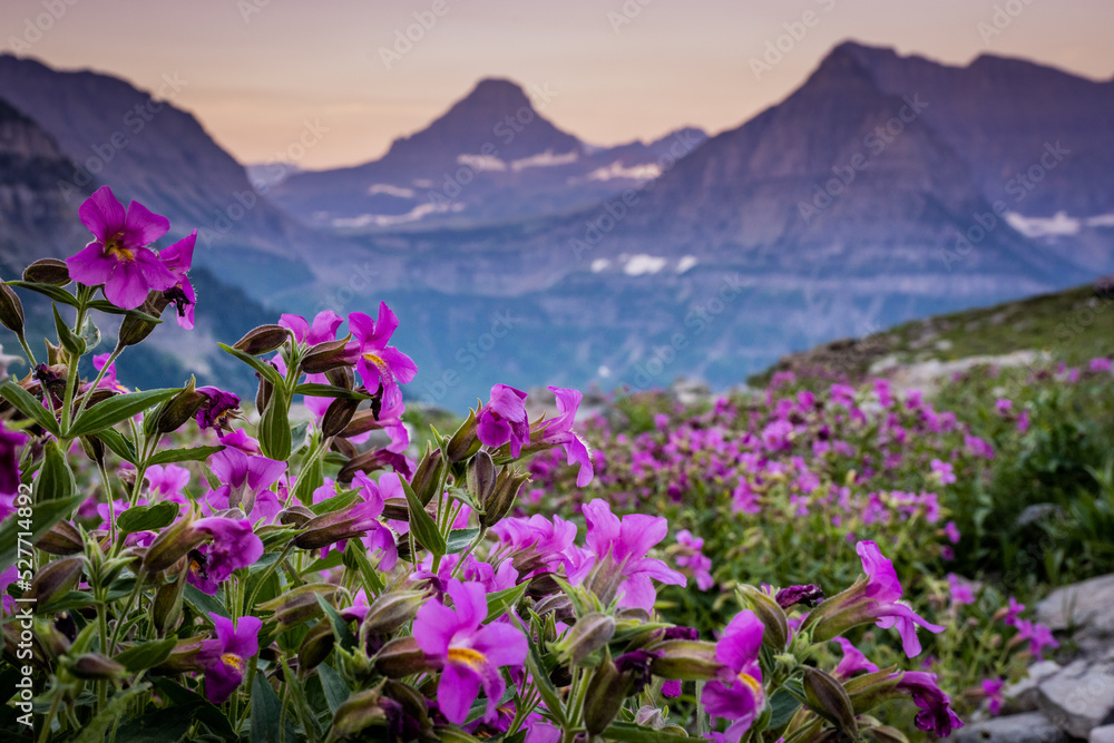 Lewis Monkeyflowers Bloom Along Highline Trail With Mount Oberlin In The Distance