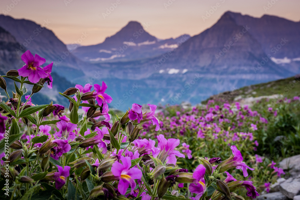 Fototapeta premium Lewis Monkeyflowers Bloom Along Highline Trail With Mount Oberlin In The Distance