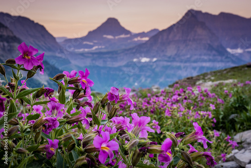 Lewis Monkeyflowers Bloom Along Highline Trail With Mount Oberlin In The Distance photo