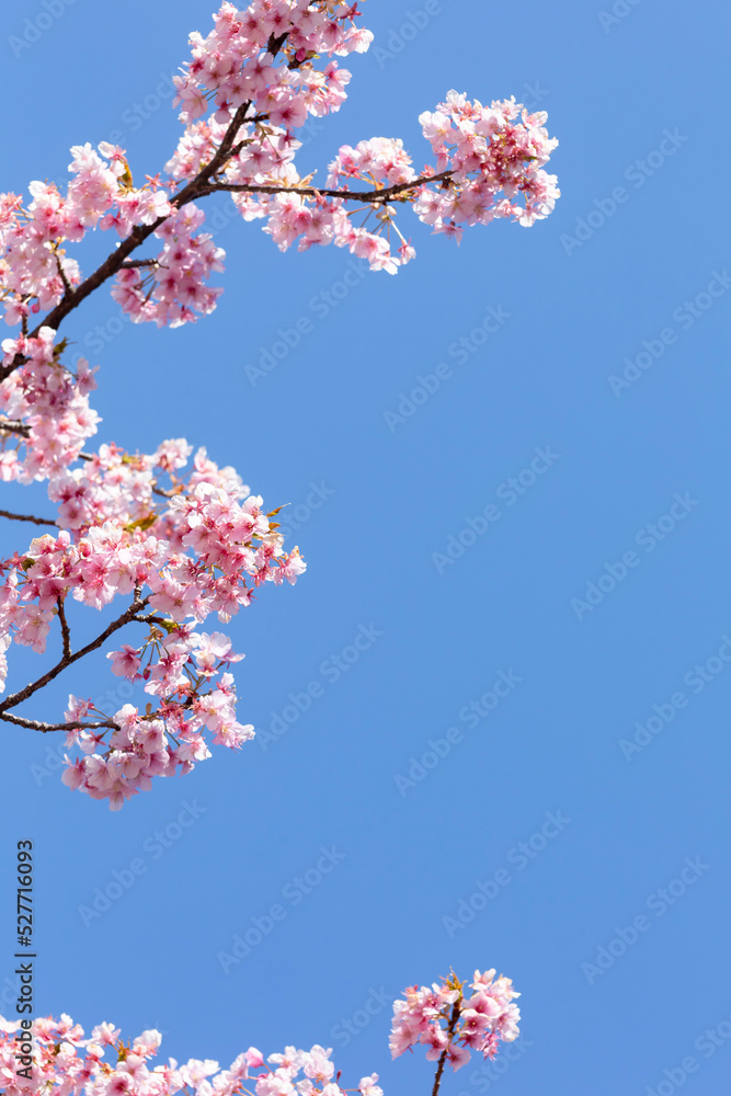 青空の中の河津桜　鹿児島市石橋公園
