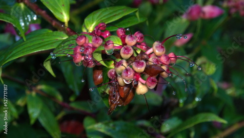 Cluster of berries covered in water droplets at dawn, at the high altitude Paraiso Quetzal Lodge outside of San Jose, Costa Rica