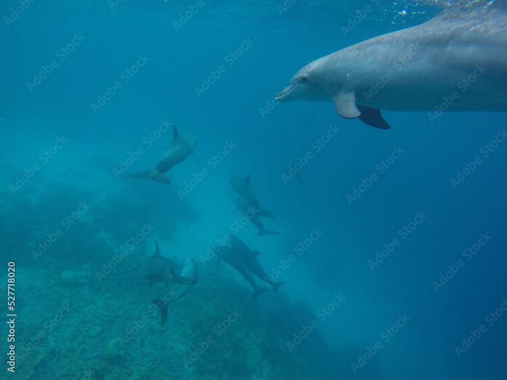 Swim with dolphin in Chuuk, Micronesia Chuuk state of Federated States of Micronesia. Swim with dolphin in Chuuk, Micronesia Chuuk state of Federated States of Micronesia.