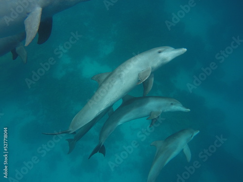 Swim with dolphin in Chuuk, Micronesia Chuuk state of Federated States of Micronesia. © Optimistic Fish