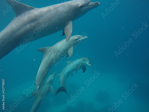 Swim with dolphin in Chuuk  Micronesia Chuuk state of Federated States of Micronesia.