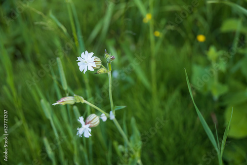 Maidenstears, Silene Vulgaris, white wildflowers among grass