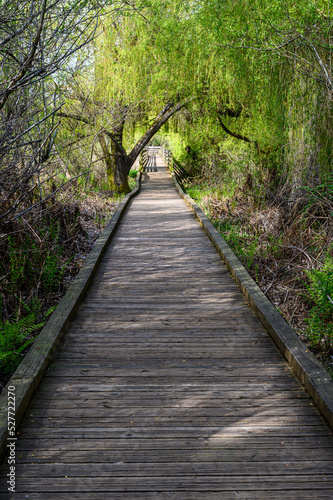 Wood boardwalk under weeping willow tree with spring growth  Juanita Bay Park  Kirkland  WA 