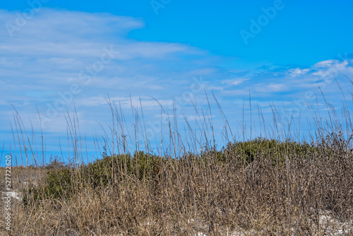 Sea brush