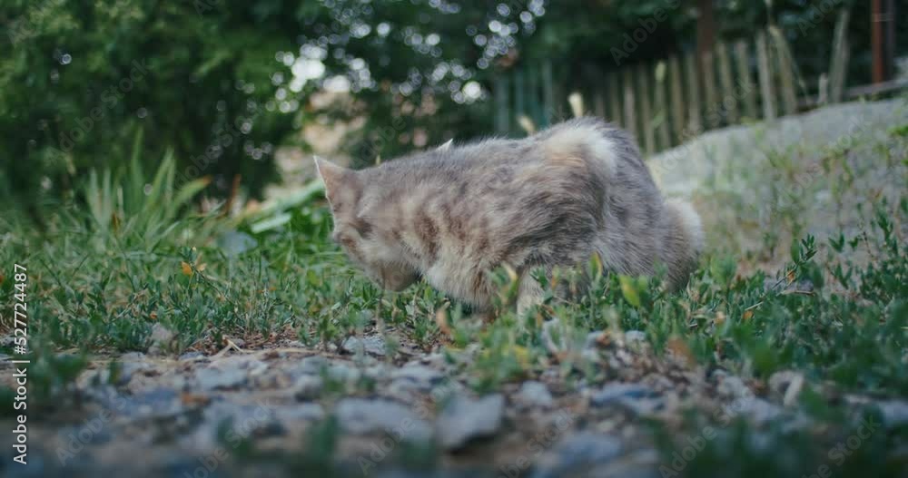 young ginger kitten is playing with his parents. young ginger kitten is playing with his parents.