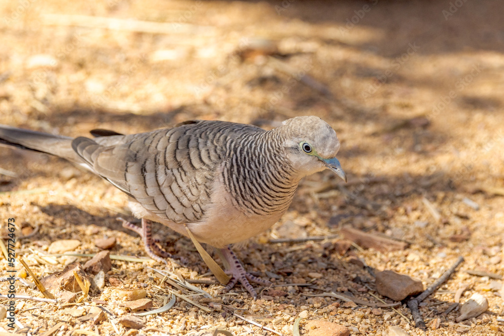 Peaceful Dove in Northern Territory Australia Peaceful Dove in Northern Territory Australia