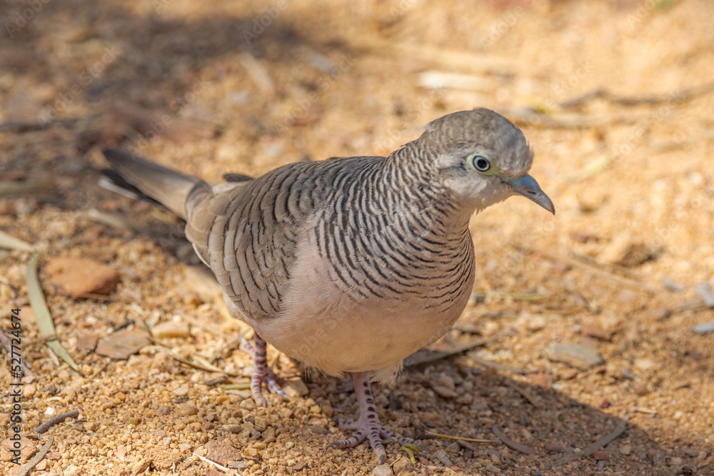 Peaceful Dove in Northern Territory Australia Peaceful Dove in Northern Territory Australia
