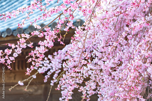 Cherry blossom  Red bud  Spring