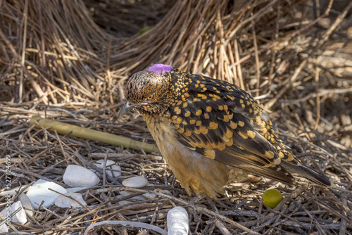 Western Bowerbird in Northern Territory Australia photo