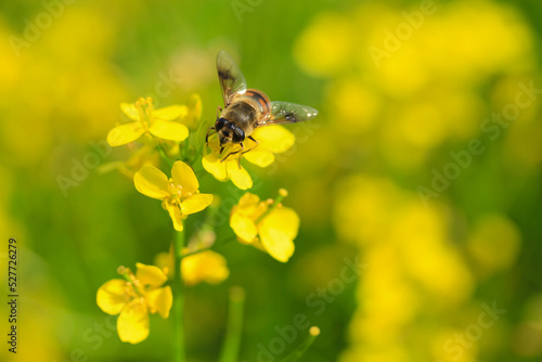 Honeybee on the yellow flowers with green and yellow background