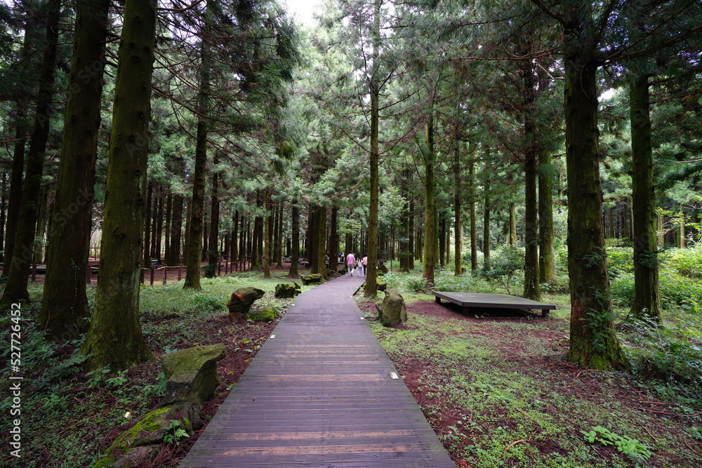 Fototapeta premium refreshing walkway through autumn forest
