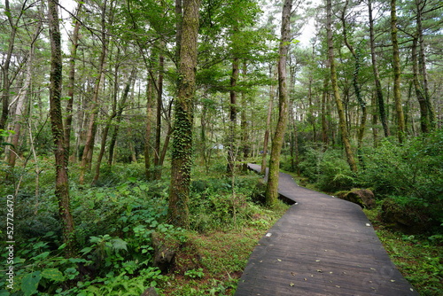 refreshing walkway through autumn forest