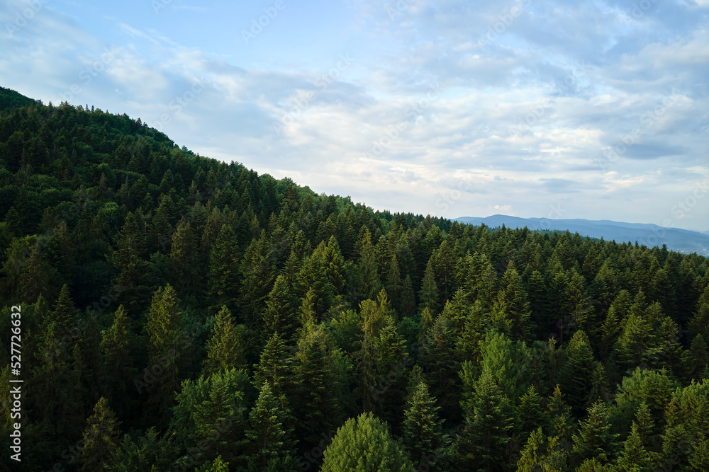 Aerial view of green pine forest with dark spruce trees covering mountain hills. Nothern woodland scenery from above Aerial view of green pine forest with dark spruce trees covering mountain hills. Nothern woodland scenery from above