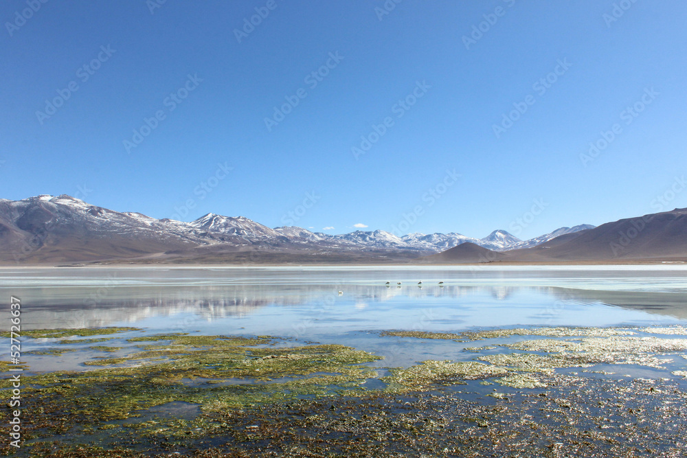 Frozen altiplanic lagoon in Bolivia