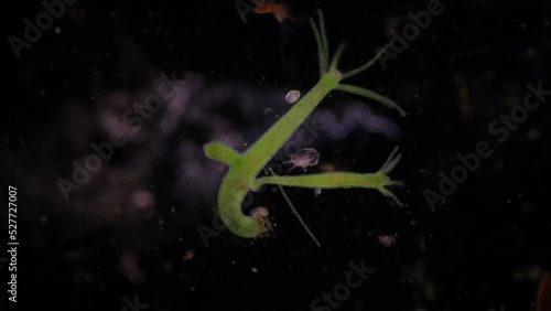 Hydra under the microscope, Hydra is a genus of small, fresh-water animals of the phylum Cnidaria and class Hydrozoa. photo