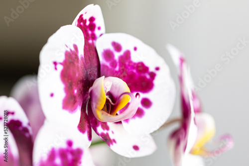 Orchids