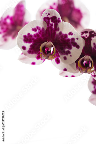Orchids
