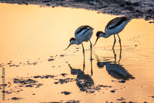 Two Water birds pied avocet, Recurvirostra avosetta, feeding in the lake in orange sunset light. The pied avocet is a large black and white wader with long, upturned beak