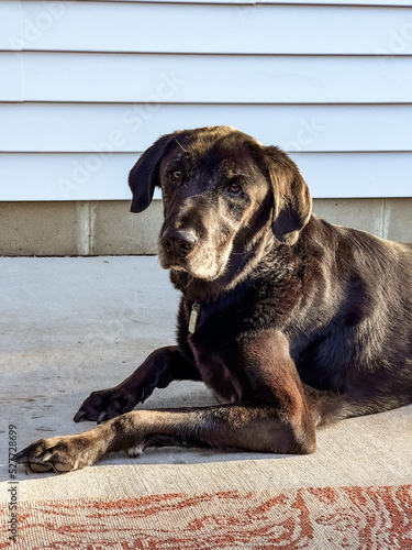 black labrador retriever