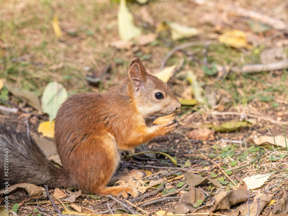 Autumn squirrel with nut sits on green grass with fallen yellow leaves Autumn squirrel with nut sits on green grass with fallen yellow leaves