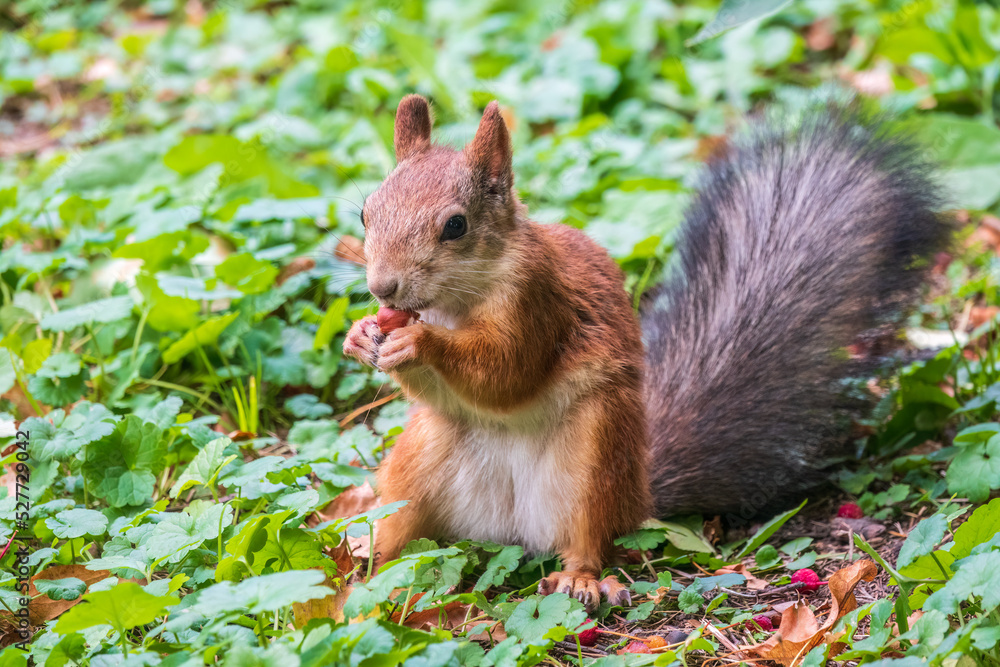 Autumn squirrel with nut sits on green grass with fallen yellow leaves Autumn squirrel with nut sits on green grass with fallen yellow leaves