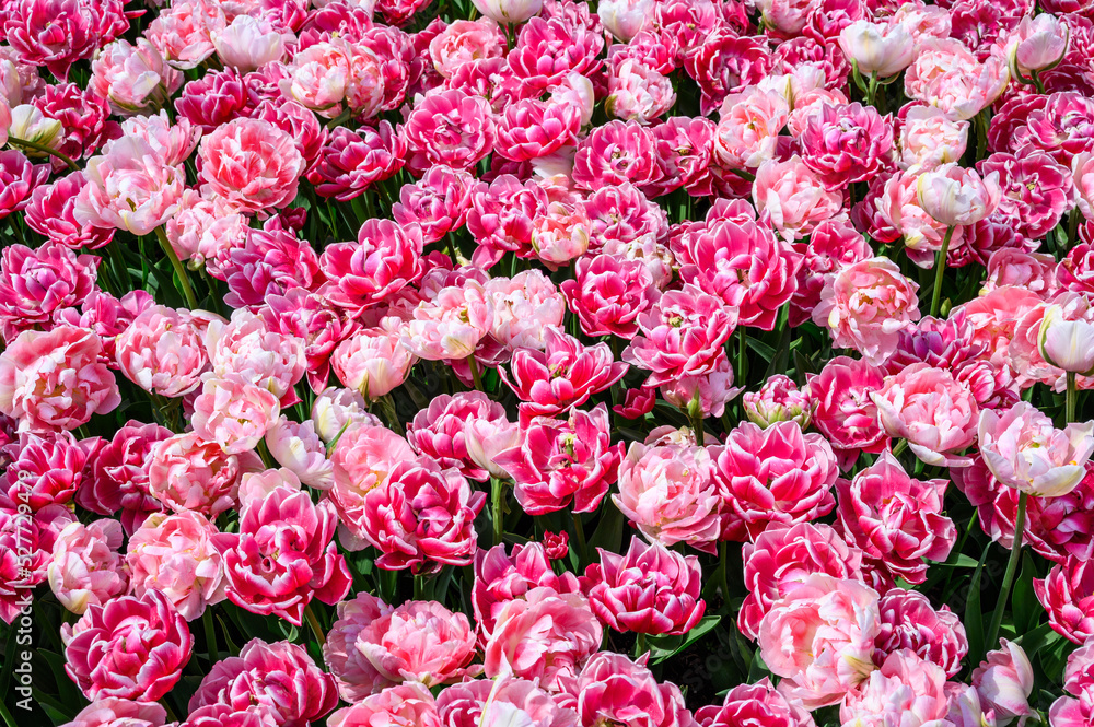 Mass of double pink tulips planted in a spring garden, Skagit Valley, WA
Mass of double pink tulips planted in a spring garden, Skagit Valley, WA