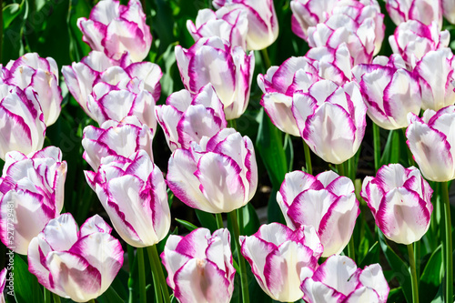 Backlit glowing white tulips with purple edges, Skagit Valley, WA 