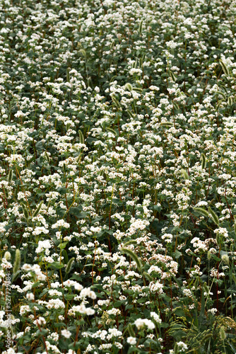 Buckwheat blooming in August close-up. Vertical floral background. High quality photo © Татьяна Оракова