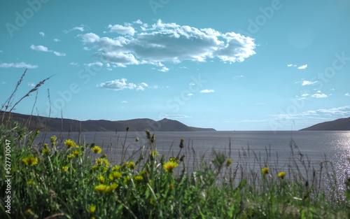 Flowers on the seashore
