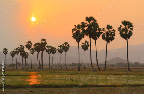 Silhouettes of sugar palm in twilight sky background.