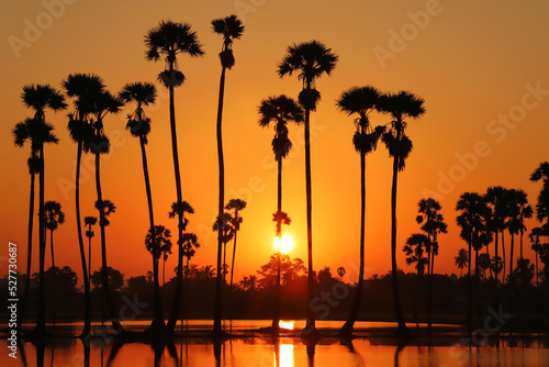 Silhouettes of sugar palm in twilight sky background.