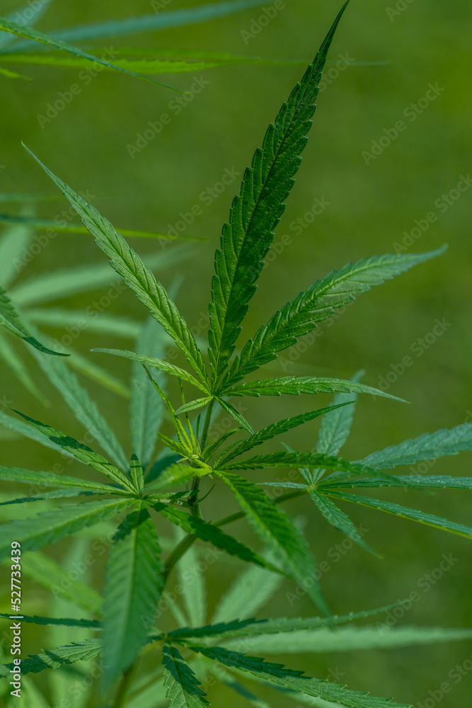 Cannabis plant or Marijuana plant on Green blur background. Cannabis plant or Marijuana plant on Green blur background.