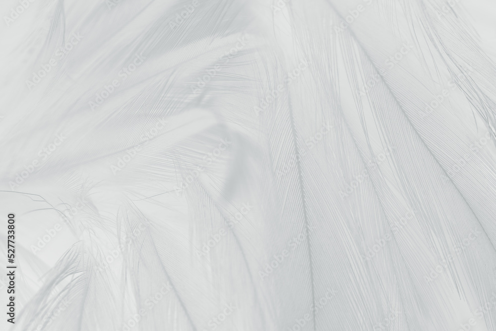 white feather wooly pattern texture background white feather wooly pattern texture background