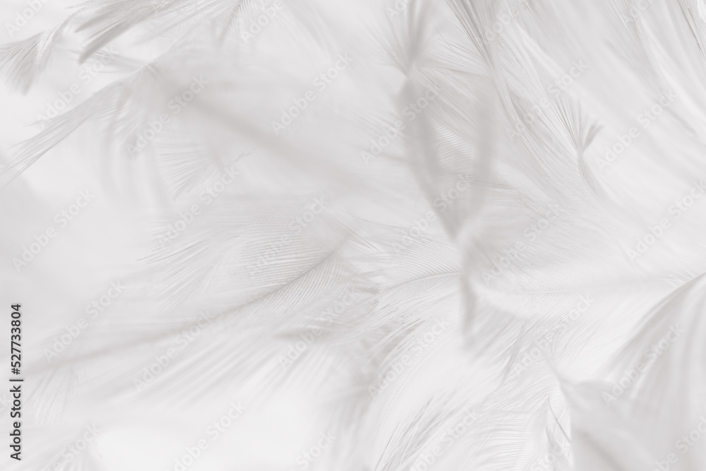 white gray feather wooly pattern texture background white gray feather wooly pattern texture background