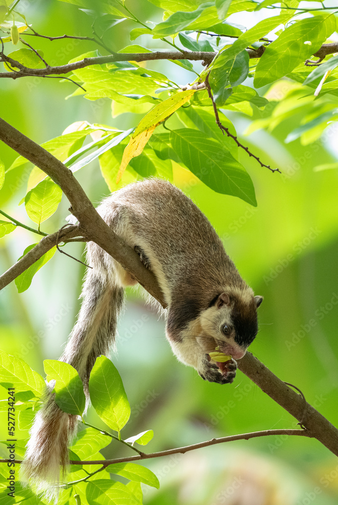 Fototapeta premium Sri Lankan giant squirrel on a tree branch feeding on wild fruits in the tropical forest.
