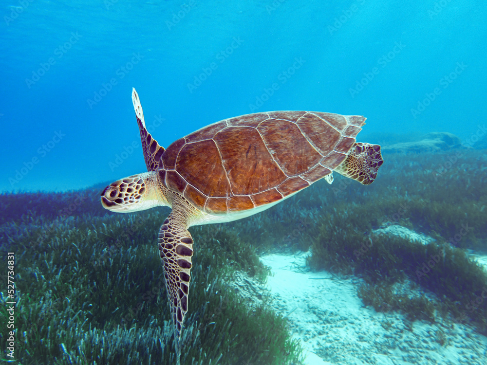 Obraz premium Green sea turtle from Cyprus - Chelonia mydas