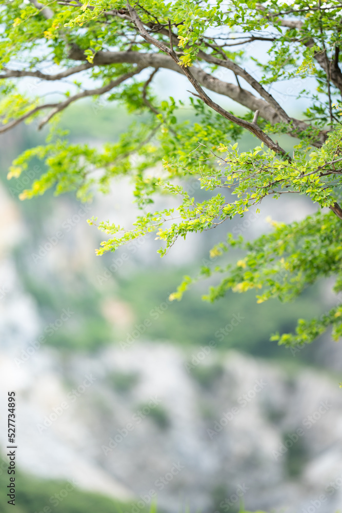 The branches of a large tree were filled with small, lush green leaves in front of the valley. The branches of a large tree were filled with small, lush green leaves in front of the valley.