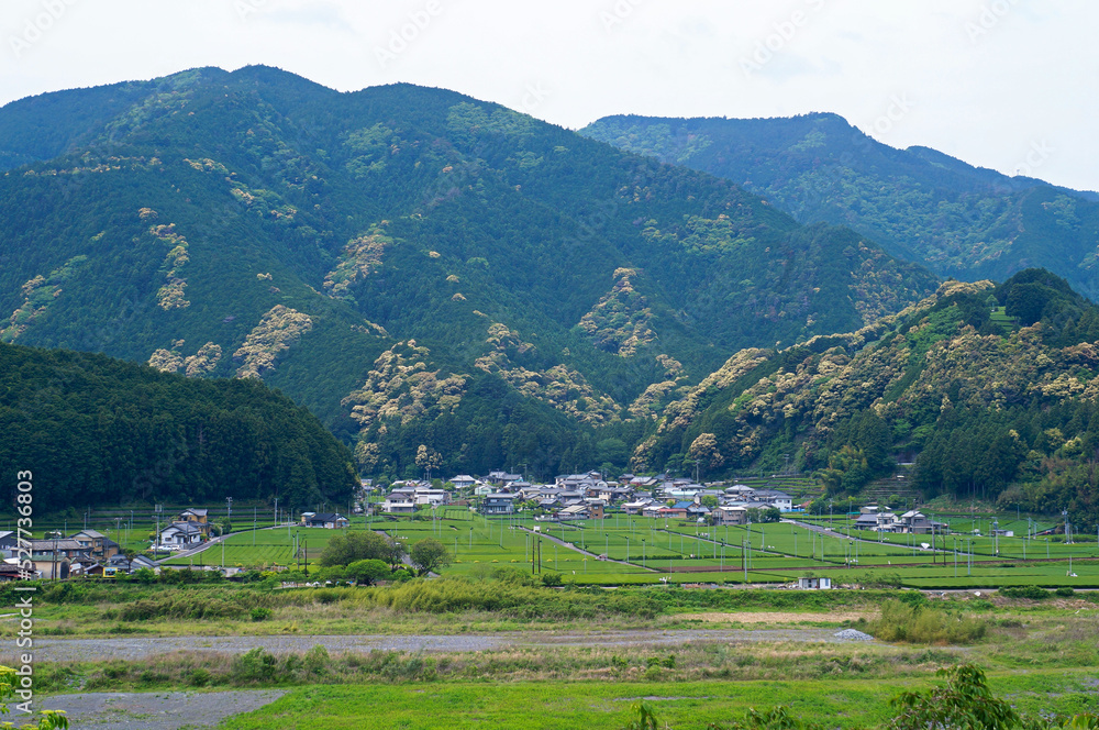 SLの見える丘公園からの眺望　静岡県川根町の茶畑（静岡県島田市）