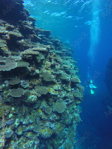 Scuba diving into coral garden at Ishigaki island  Japan