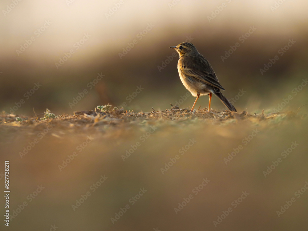 Pipit bird standing on ground, beautiful background. Beautiful brown bird closeup. Pipit bird standing on ground, beautiful background. Beautiful brown bird closeup.