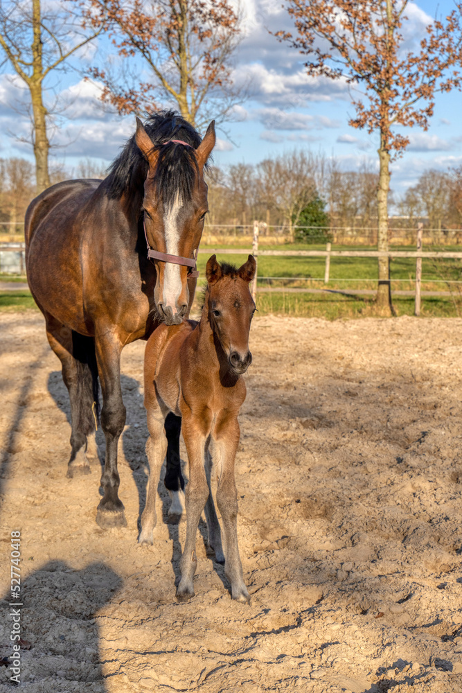 Fototapeta premium A week old dark brown foal stands outside in the sun with her mother. mare with red halter. Warmblood, KWPN dressage horse. animal themes, newborn