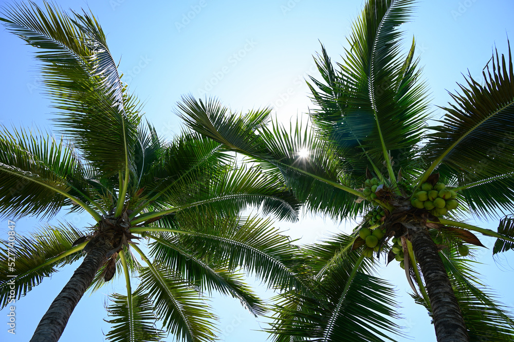 coconut trees on beach, natural background coconut trees on beach, natural background
