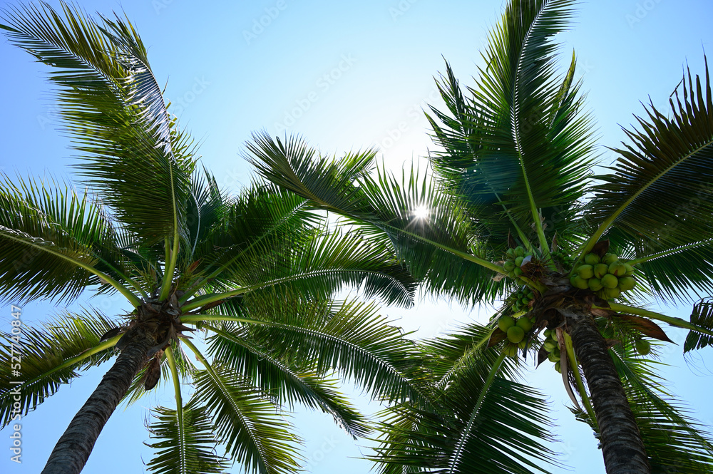 coconut trees on beach, natural background